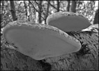Plate Fungus